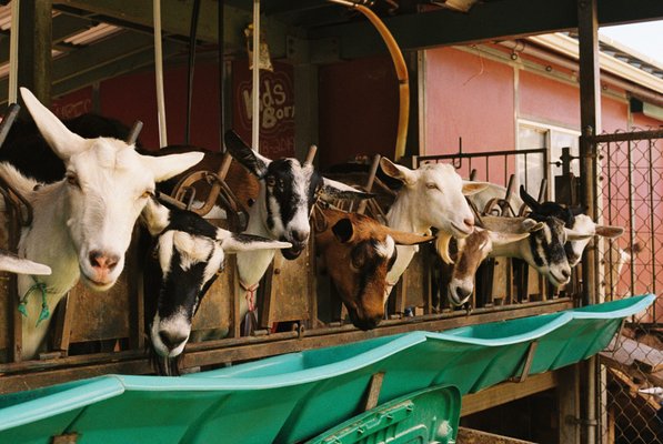Surfing Goat Dairy