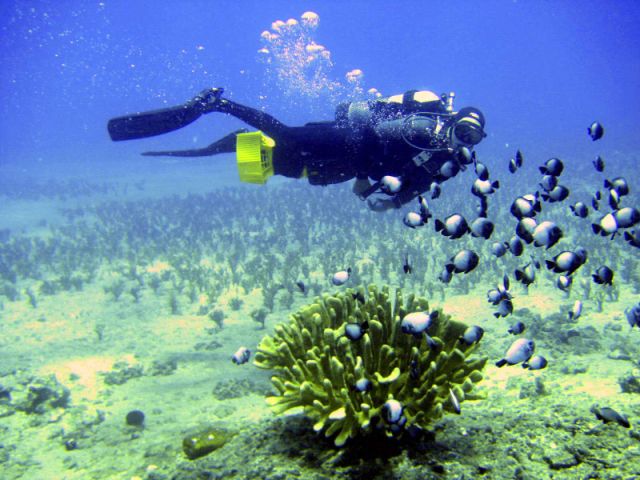 Scuba Luv Maui