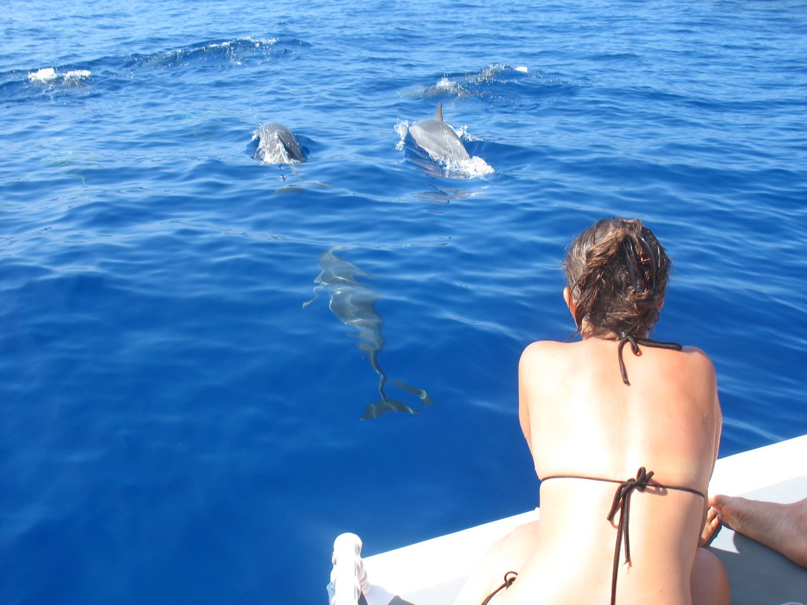 Hawaii Island & Ocean Tours