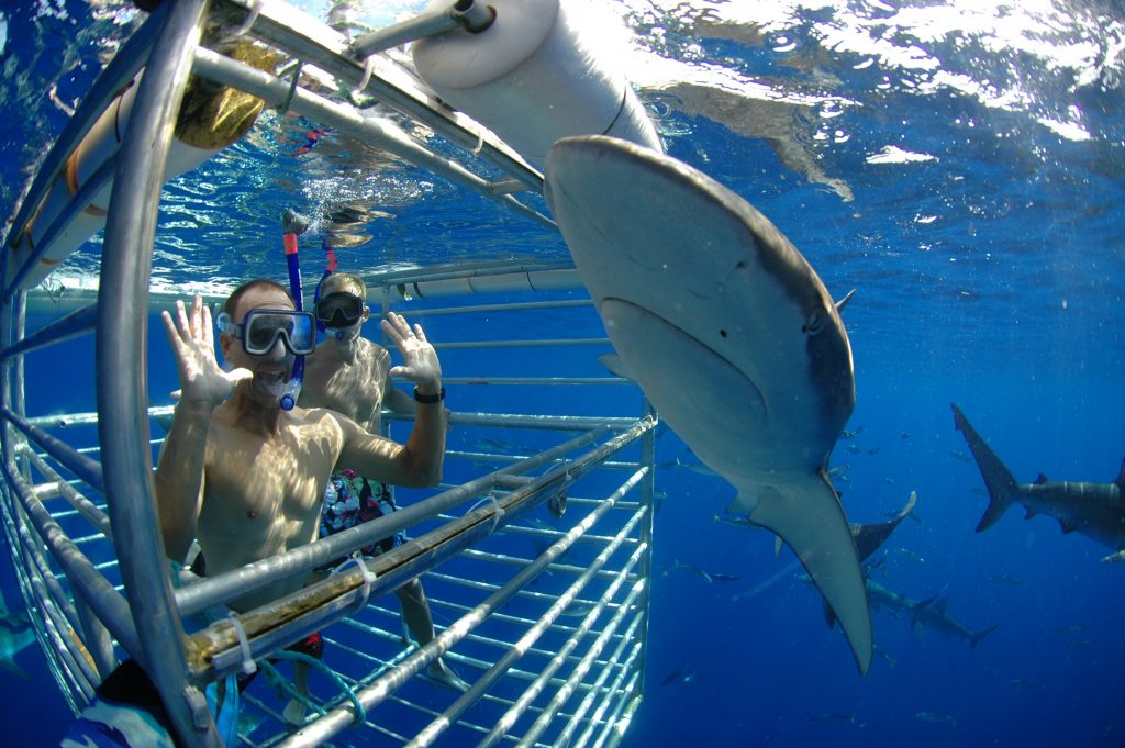 Hawaii Shark Encounters