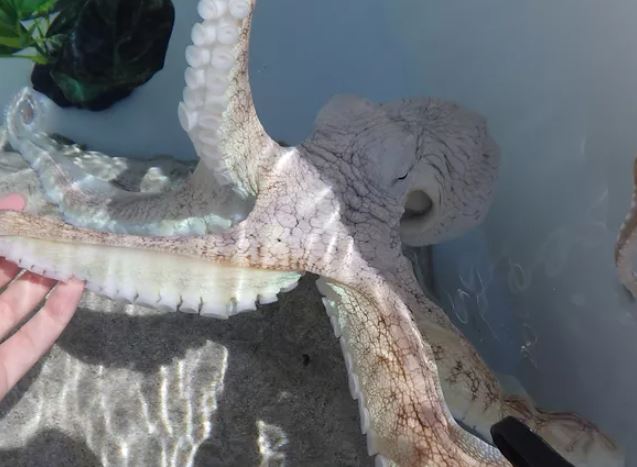 Kanaloa Octopus Farm