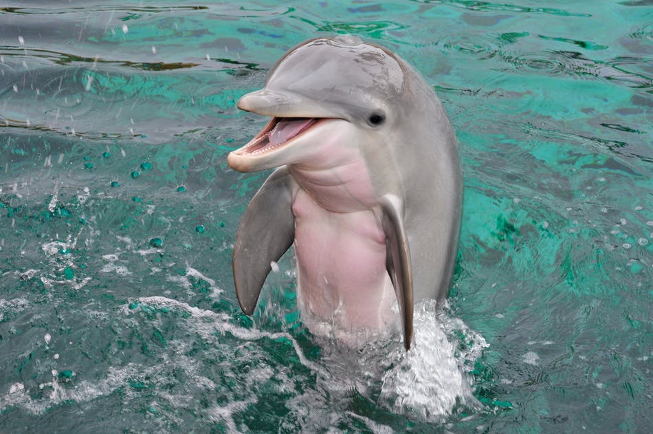 Dolphin Quest Oahu – Swim with Dolphins