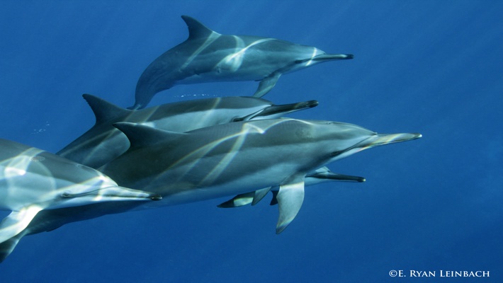 Liquid Hawaii Charters