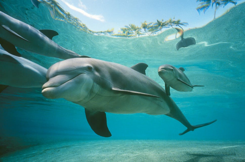 Dolphin Quest Hawaii – Swim with Dolphins
