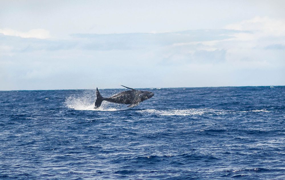 Ocean Encounters- Swim with Dolphins and Manta Rays
