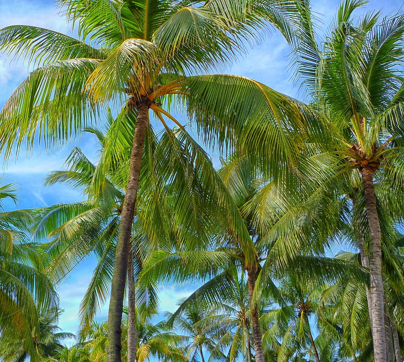 Tropical Tree Services