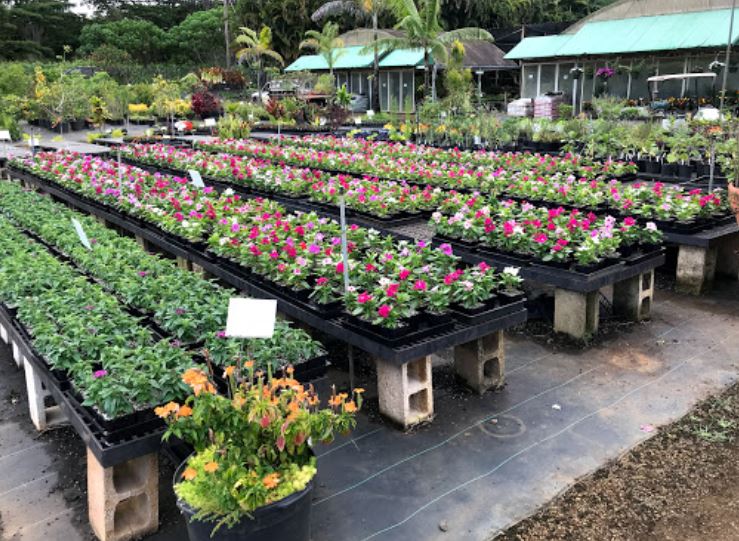 Kauai Nursery & Landscaping Inc