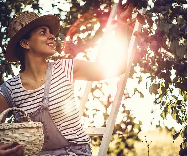 Hawaii Tropical Fruit Growers