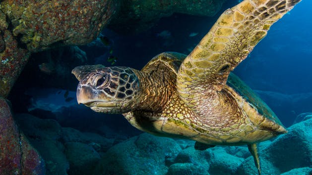 Explore Kauai Scuba, LLC