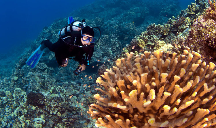 Kona Diving EcoAdventures