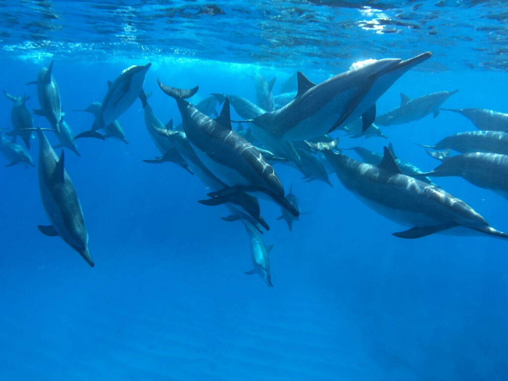 Ocean Encounters- Swim with Dolphins and Manta Rays