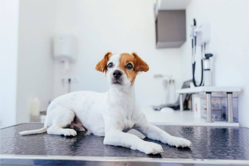 Waipio Pet Clinic