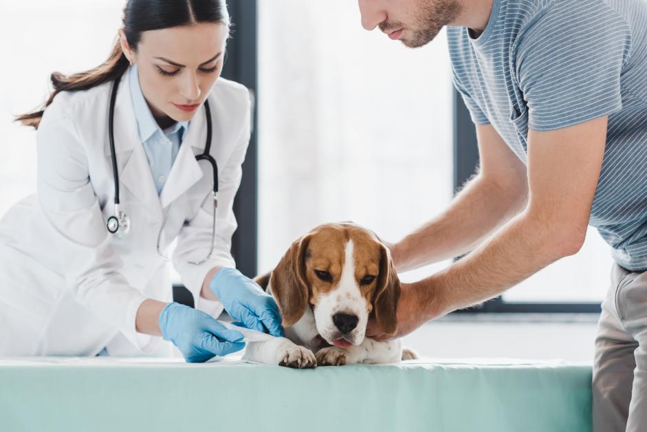 Wahiawa Pet Hospital