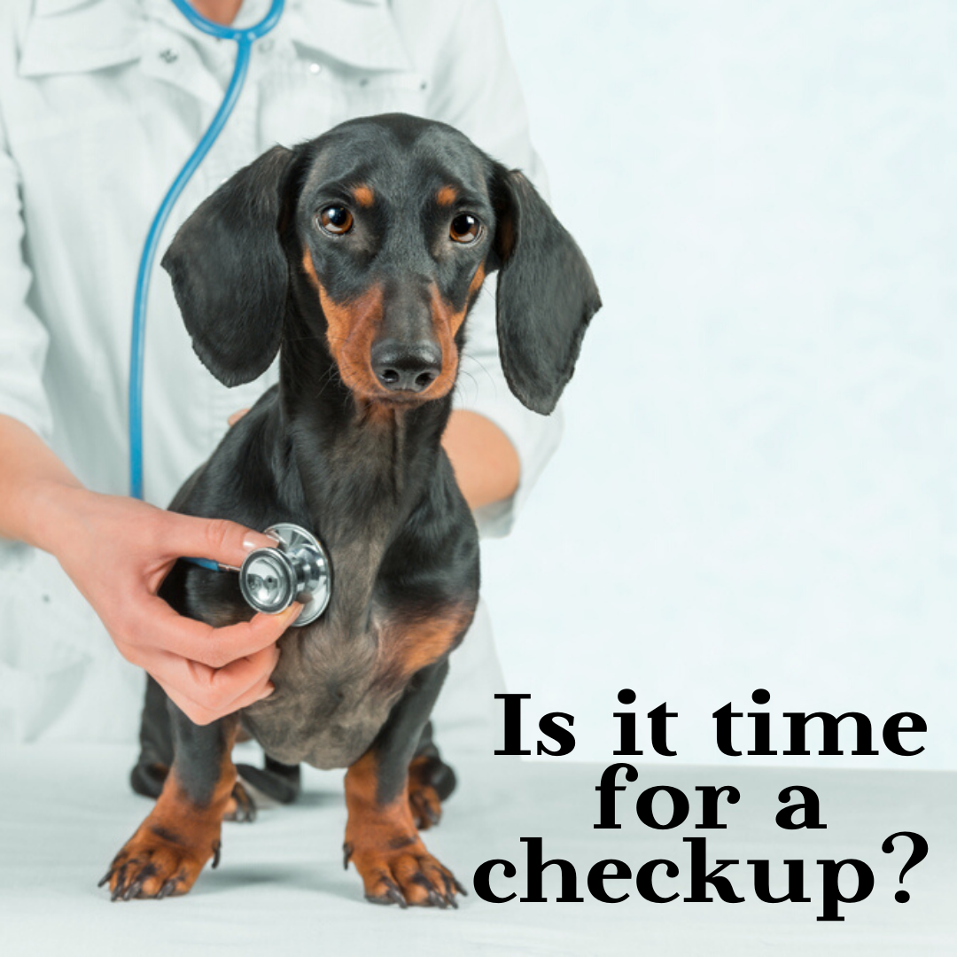 The Honolulu Pet Clinic