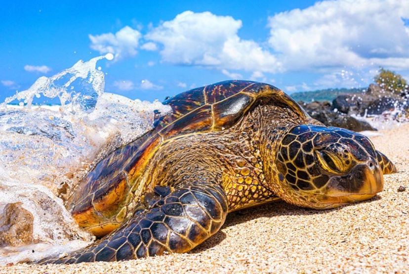 Hawaii Turtle Tours