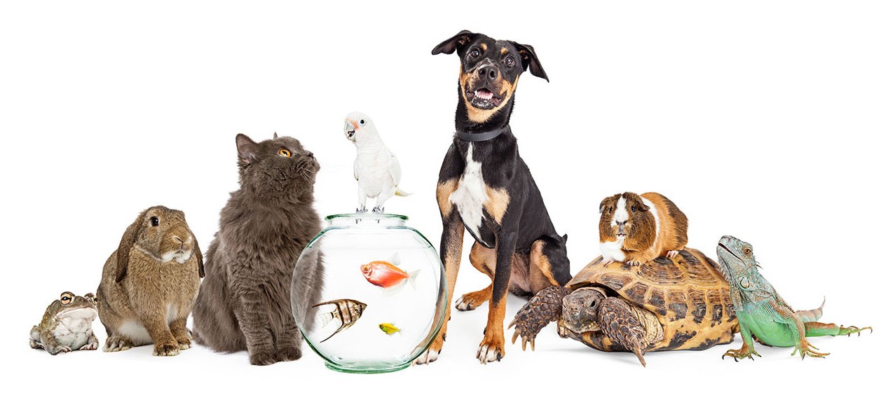 Surf Paws Animal Hospital