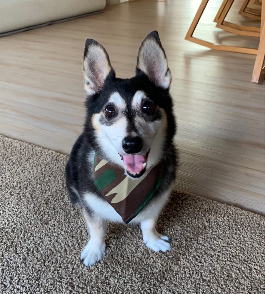 Newtown Veterinary Clinic- Kamiya Darin Y DVM