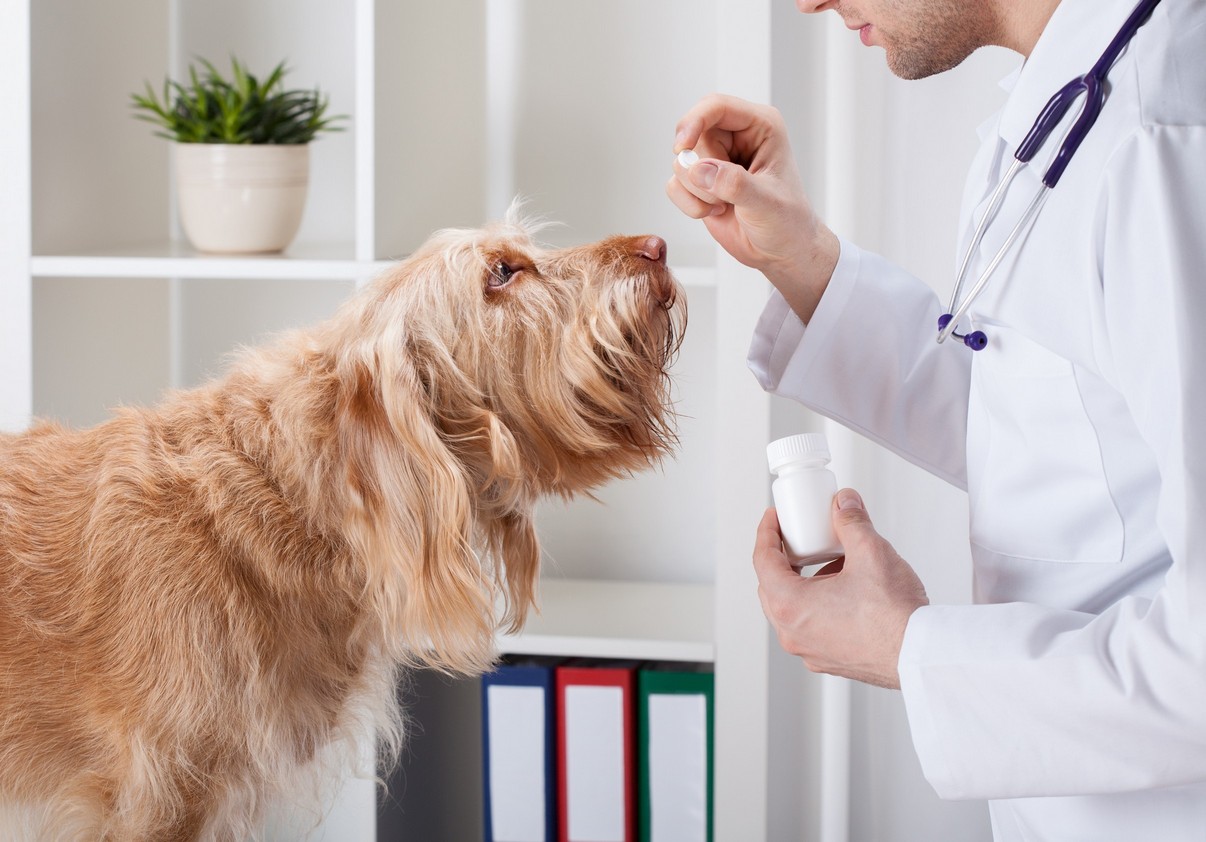 Hawaii Kai Veterinary Clinic