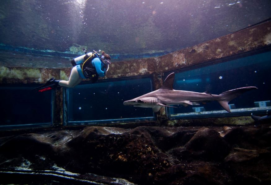 Shark Tank Scuba