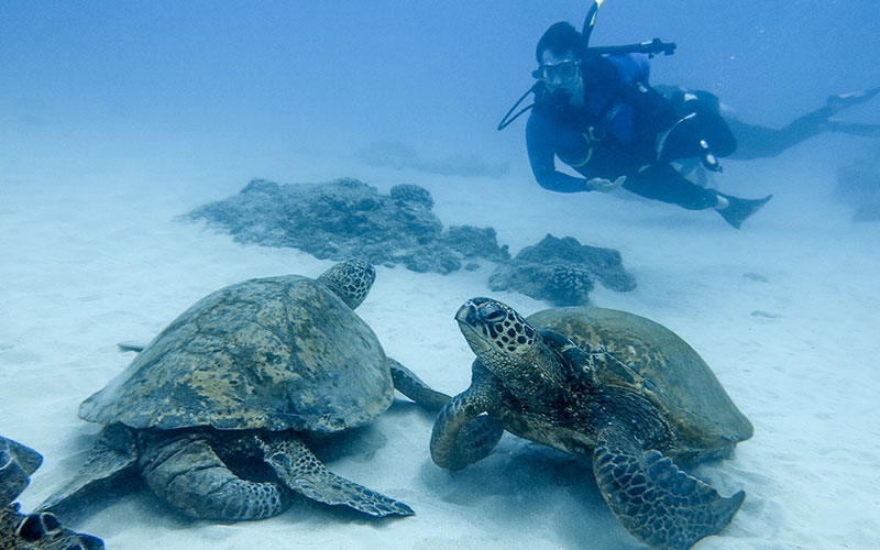 Aqua Zone Scuba Diving & Snorkeling