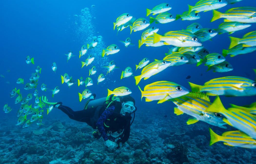 Garden Isle Divers