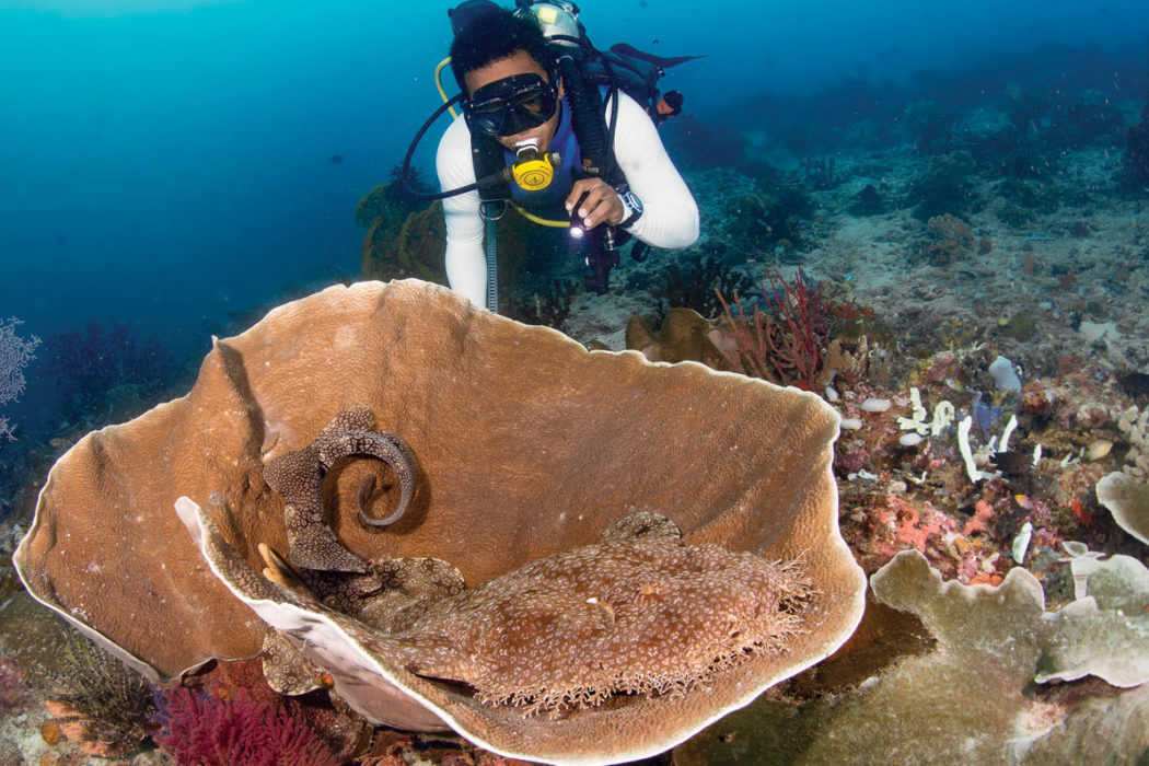 Breeze Hawaii Diving