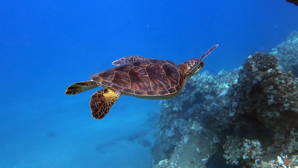 Extended Horizons Scuba Dive Shop