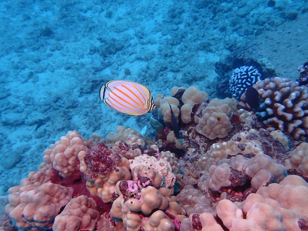 Waikiki Diving Center