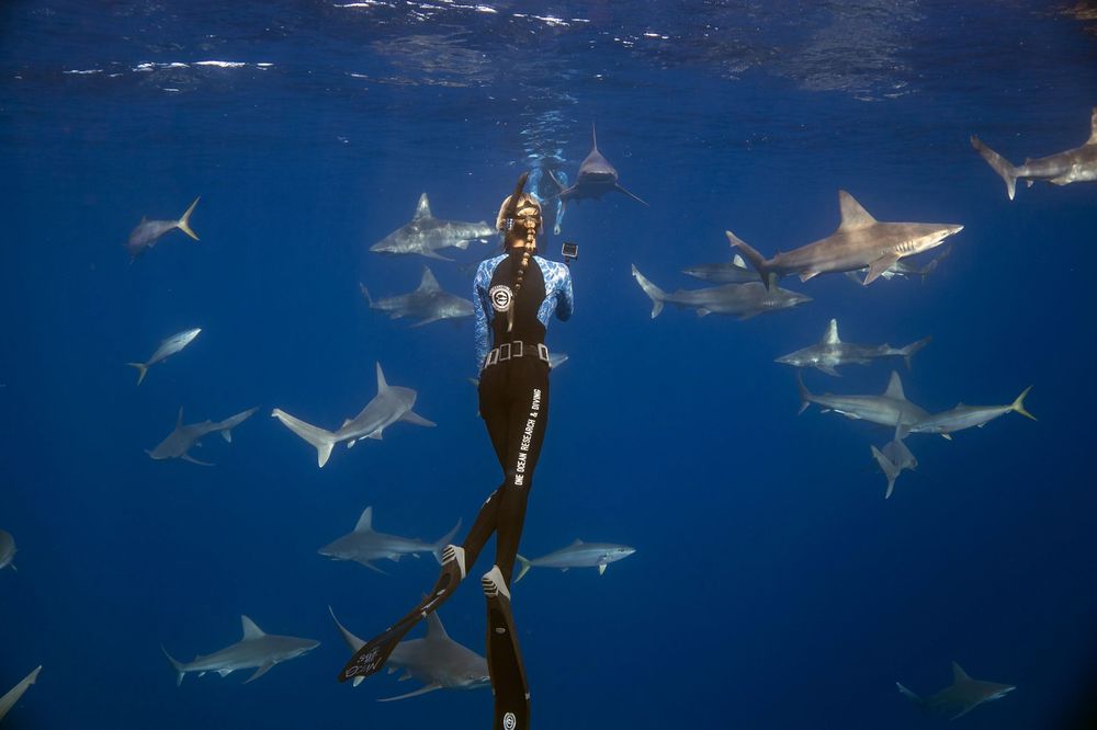 One Ocean Diving