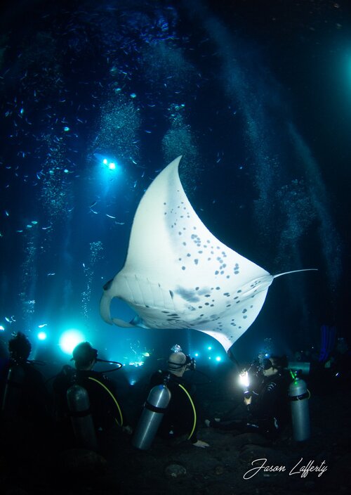 Manta Ray Dives of Hawaii