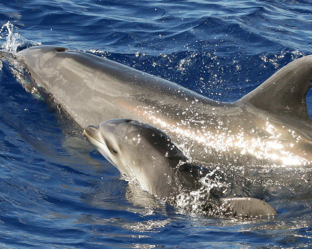Wild Side Specialty Tours, Honolulu
