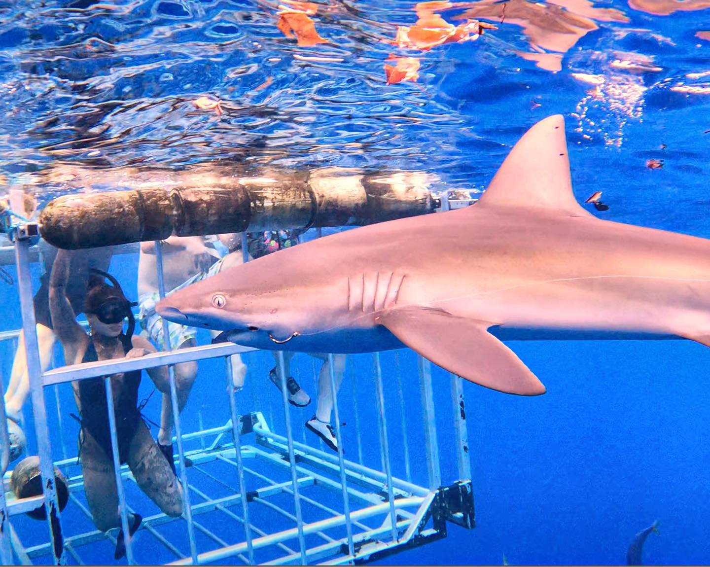 North Shore Shark Adventures